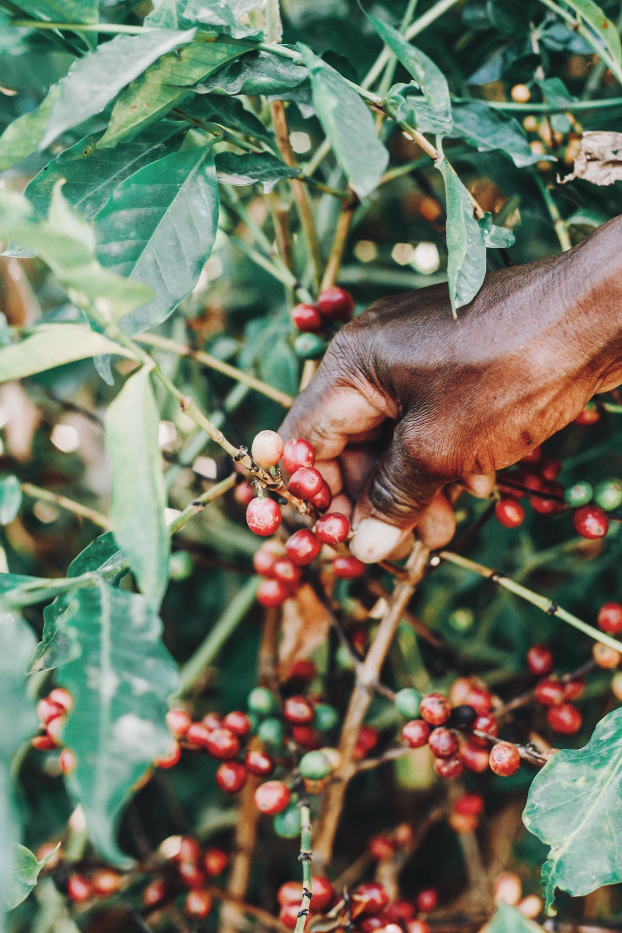 Produtor em viveiro de café colhendo mudas prontas para o campo