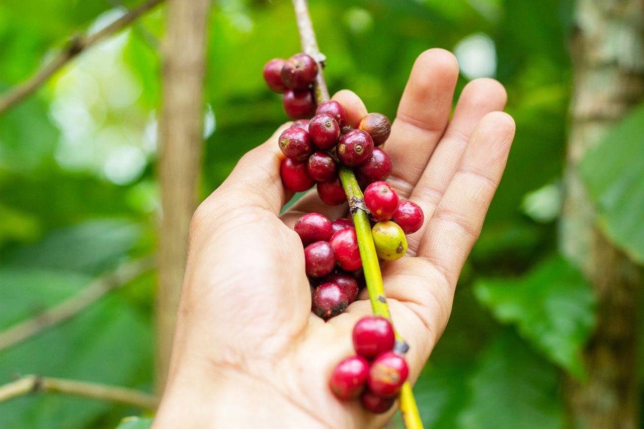 Cerejas vermelhas e verdes de café maduras na planta