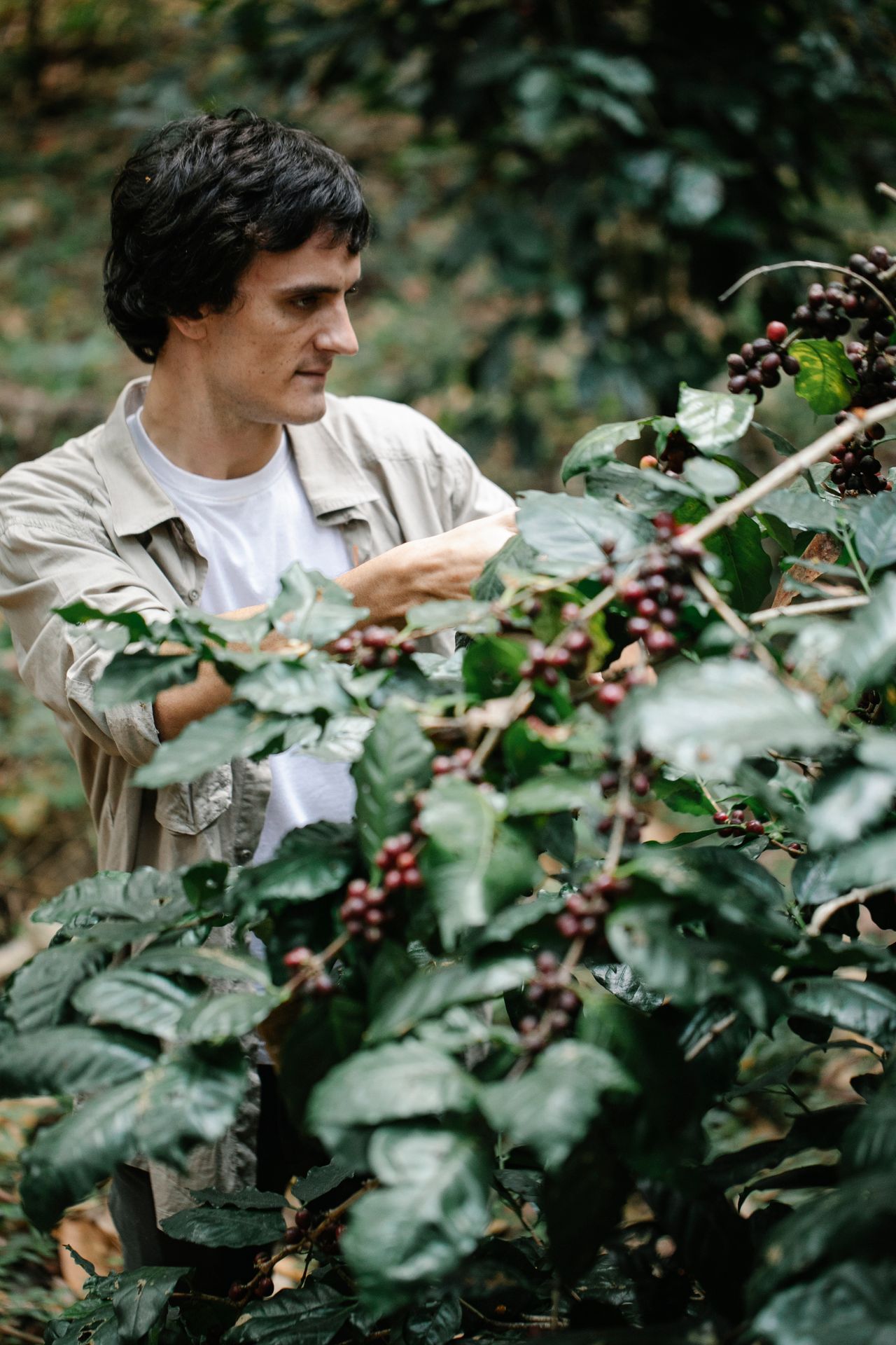 Produtor em lavoura de café colhendo cerejas em plantação