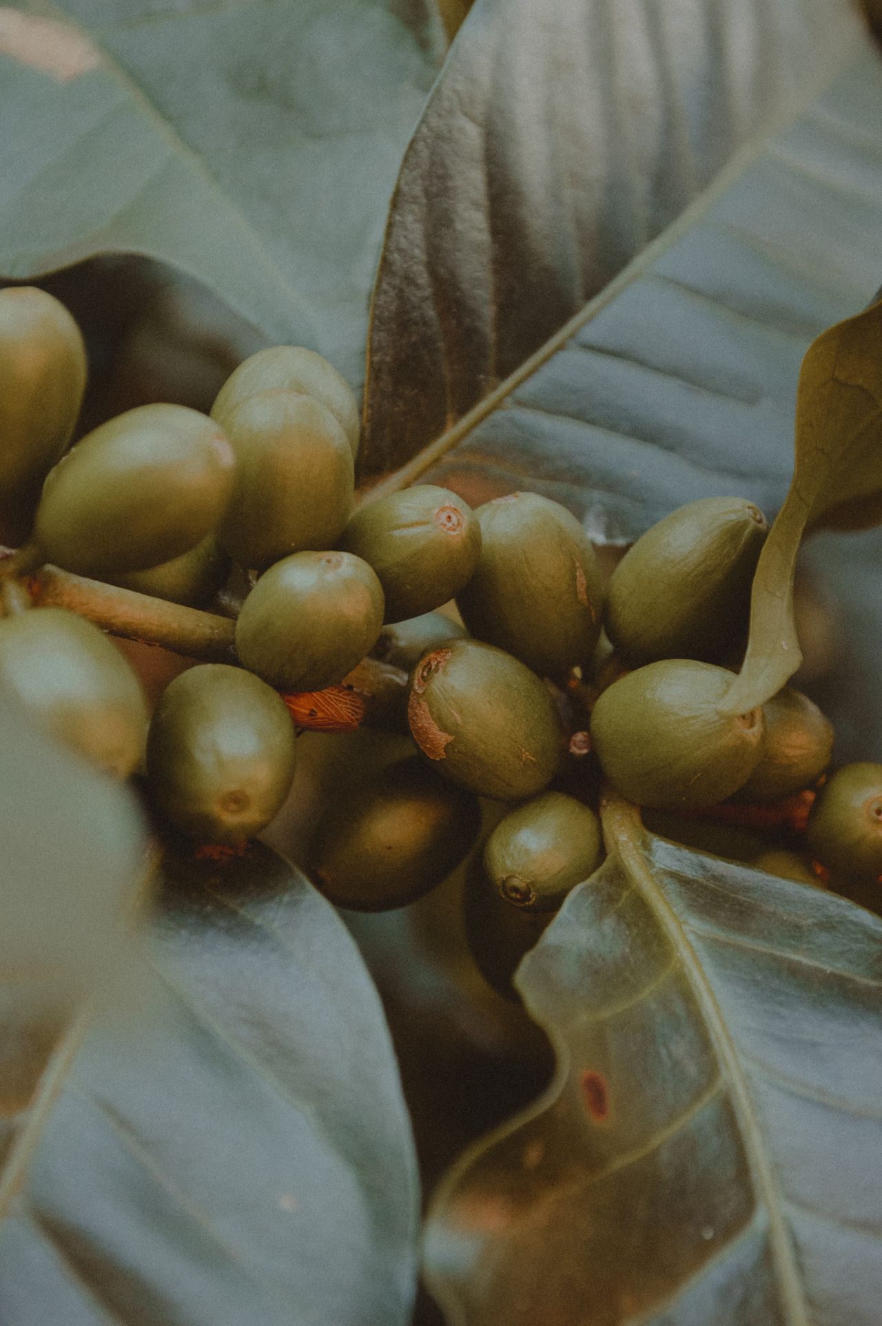 Folhas e frutos de cafeeiro em fase vegetativa